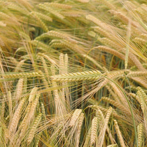 agrostart-clubeconomy